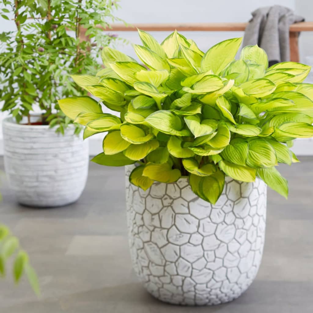 Capi Bloempot Clay Bolvormig 43X41 Cm Kleurig 43 x 41 xm Ivoor