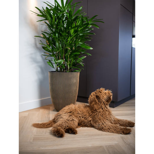 Capi Bloempot Groove Elegant 34X46 Cm Kleurig Ø 34 x 46 cm Zwart en goud
