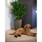 Capi Bloempot Groove Elegant 34X46 Cm Kleurig Ø 34 x 46 cm Zwart en goud